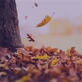Autumn leaves falling from a tree onto the ground