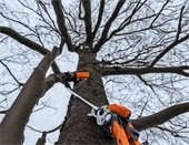 tree pruning in winter months
