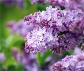 photo of purple lilac bushes