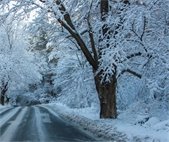snow on trees and black road