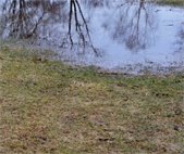 standing water in grass field