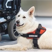 close up of white service dog wearing black and orange vest near wheelchair