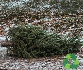 christmas tree on curb for recycling