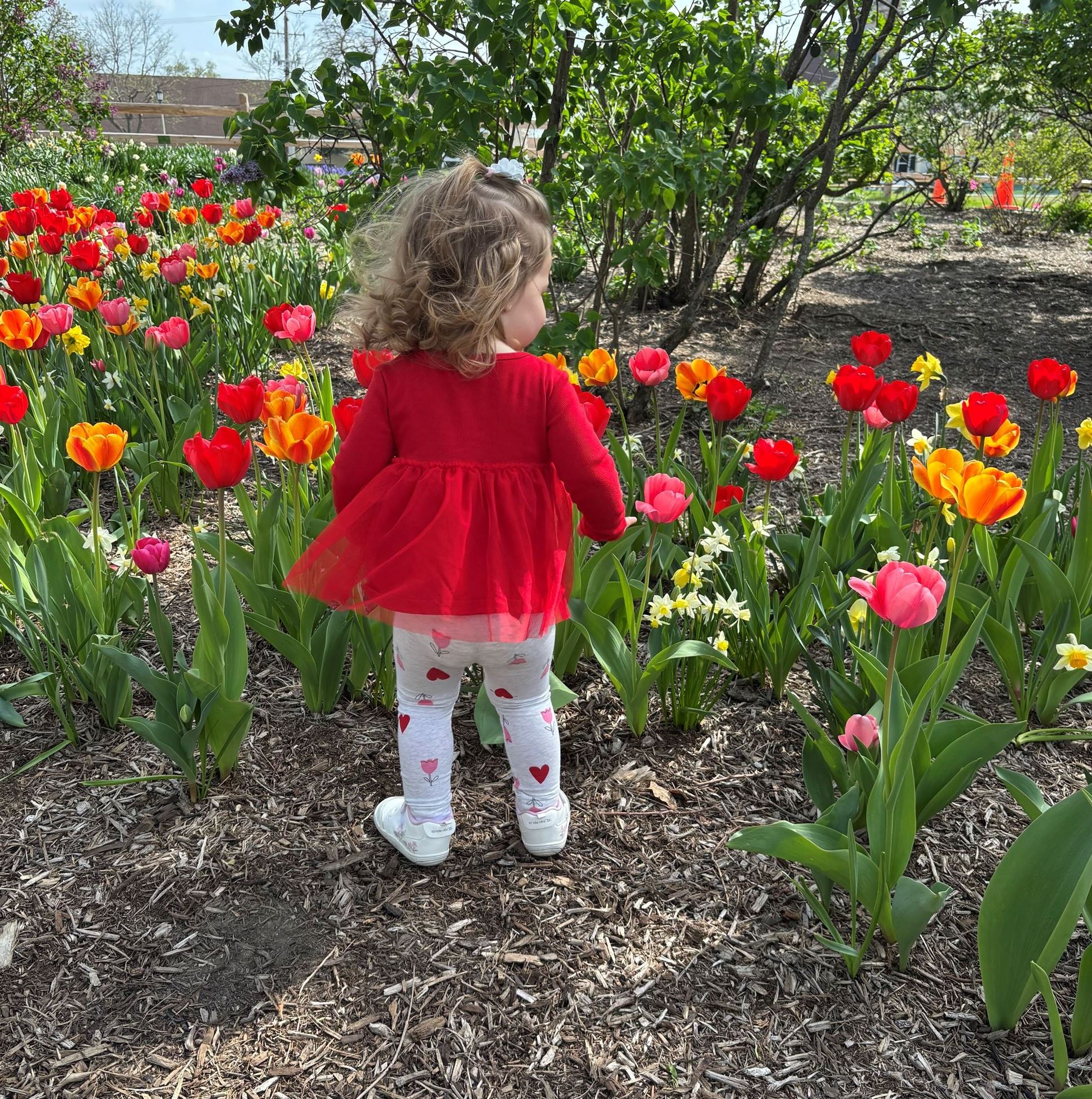 Little girl wearing red shirt walking in front of red tulips